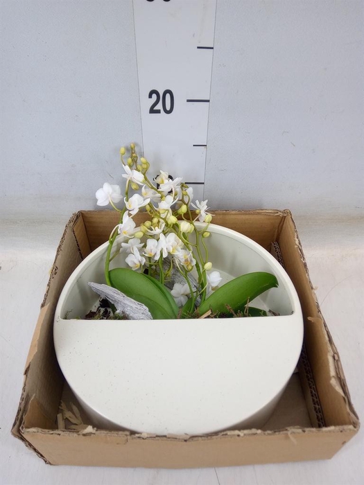 <h4>Arr.  Phalaenopsis MT 18+   H%</h4>