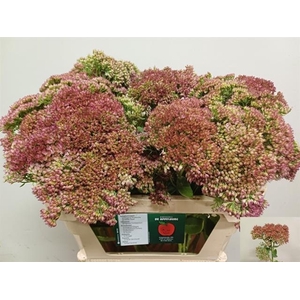 SEDUM SPECTABILE BLO