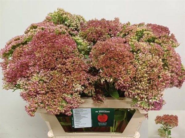 SEDUM SPECTABILE BLO