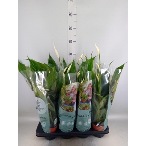 Spathiphyllum  'Sweet Chico'