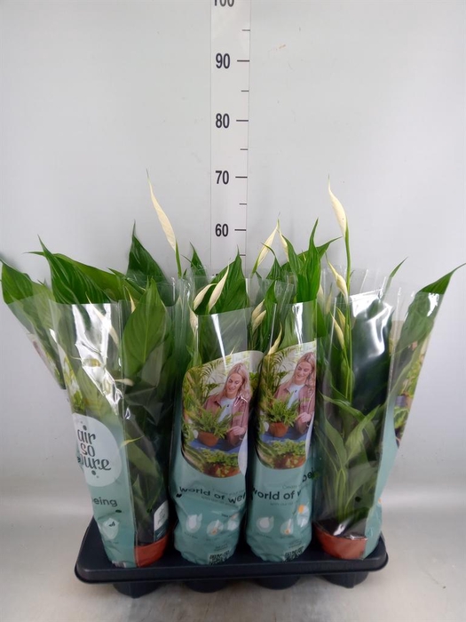 <h4>Spathiphyllum  'Sweet Chico'</h4>