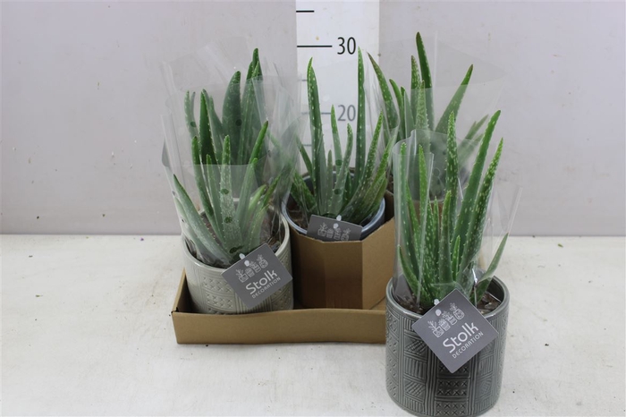 <h4>Aloe Vera Esther Keramiek</h4>