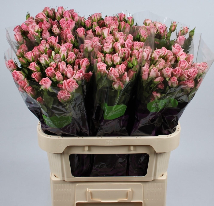 <h4>R TR ODILIA</h4>