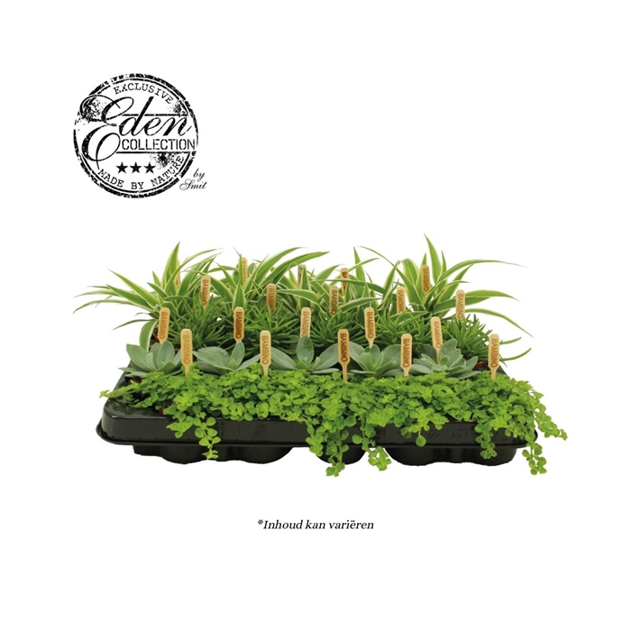 <h4>Gemengde tray 5,5cm Mix A</h4>