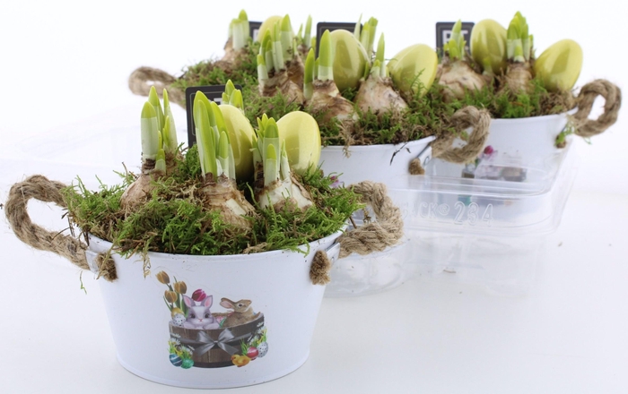 <h4>ARR N TETE A TETE</h4>