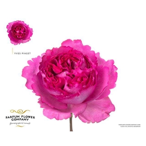 Rosa garden yves piaget