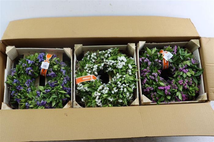 <h4>Wr Limonium Mixed Fresh Colors 30cm</h4>