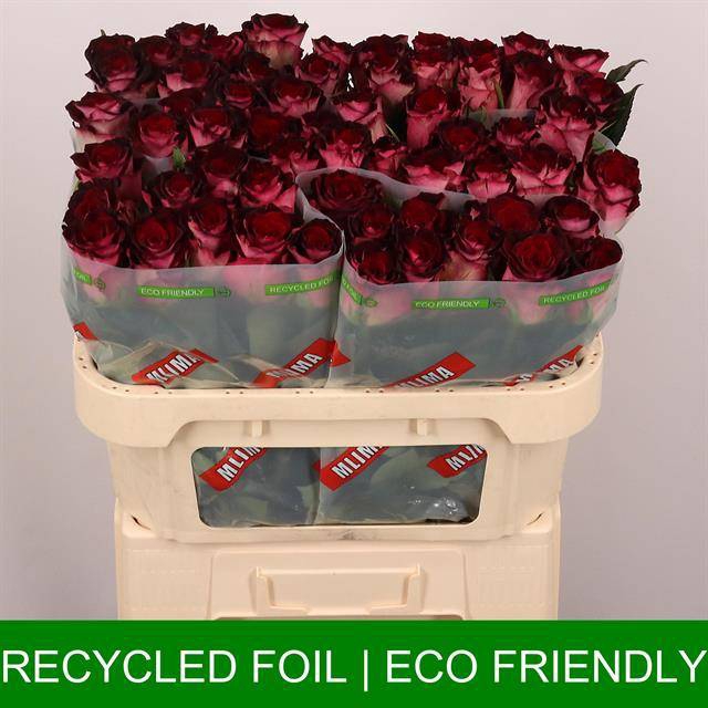 <h4>Rosa large scarlet ruby</h4>