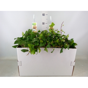 Hedera helix 'Mein Herz'