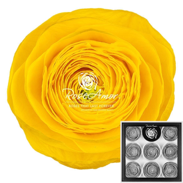 <h4>Ranunculus Yel99</h4>