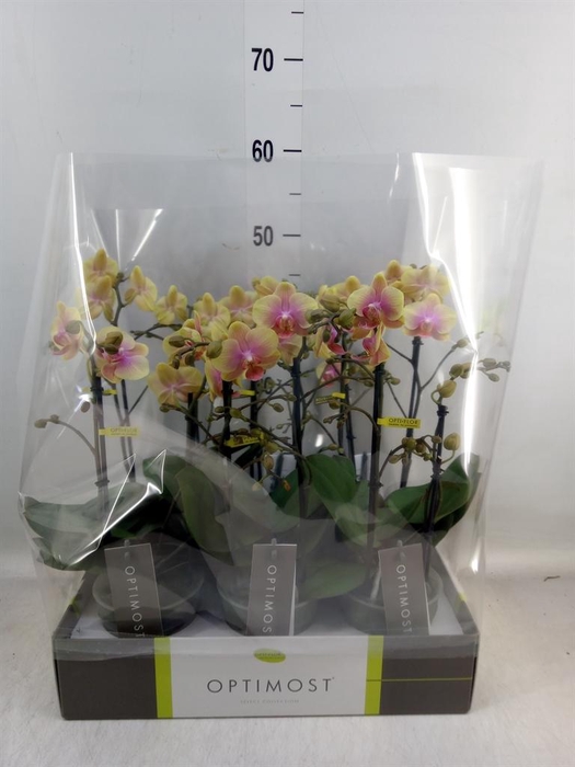 <h4>Phalaenopsis multi. ...yellow</h4>