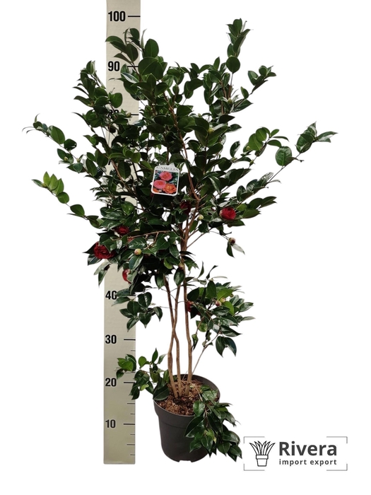 <h4>CAME J LADY CAMPBEL</h4>