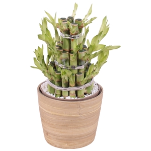 Lucky Bamboo Shape Round 3B Ø13cm Ceramic NT465