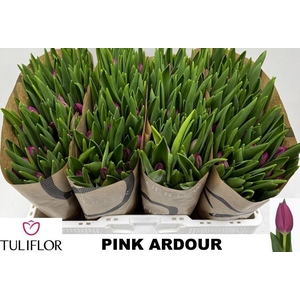 TU EN PINK ARDOUR