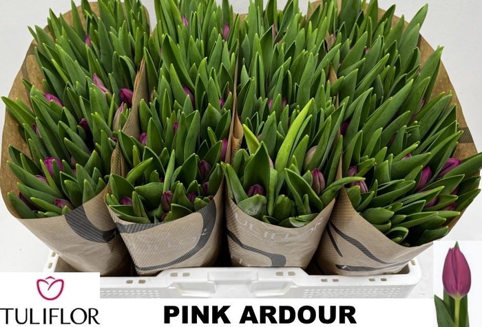 <h4>TU EN PINK ARDOUR</h4>