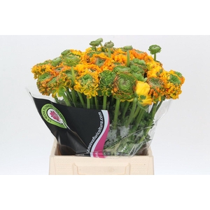 Ranunculus Clooney Pon Pon Merlino