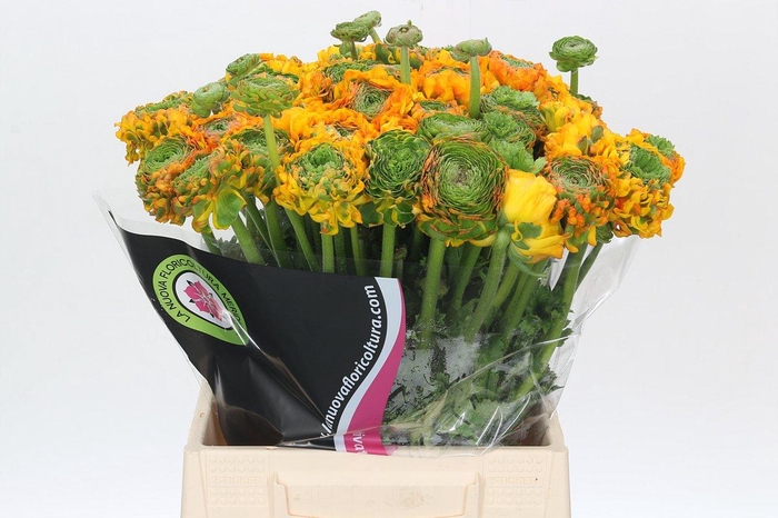 <h4>Ranunculus Clooney Pon Pon Merlino</h4>