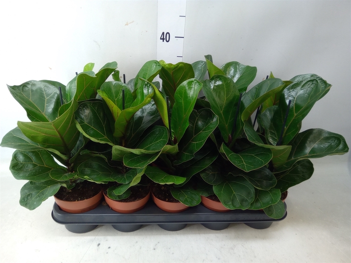 <h4>Ficus lyrata 'Bambino'</h4>