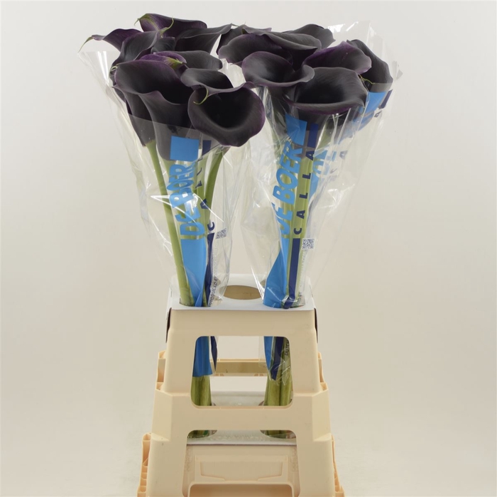 <h4>Calla Carrera</h4>
