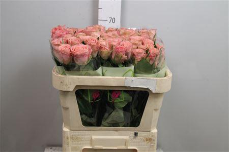 <h4>R Gr Hermosa+</h4>