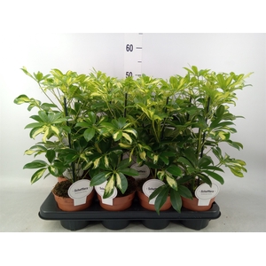 Schefflera arbor. 'Gerda'