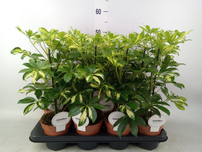 <h4>Schefflera arbor. 'Gerda'</h4>