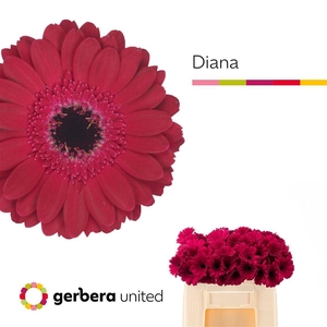 Ge Mi Diana