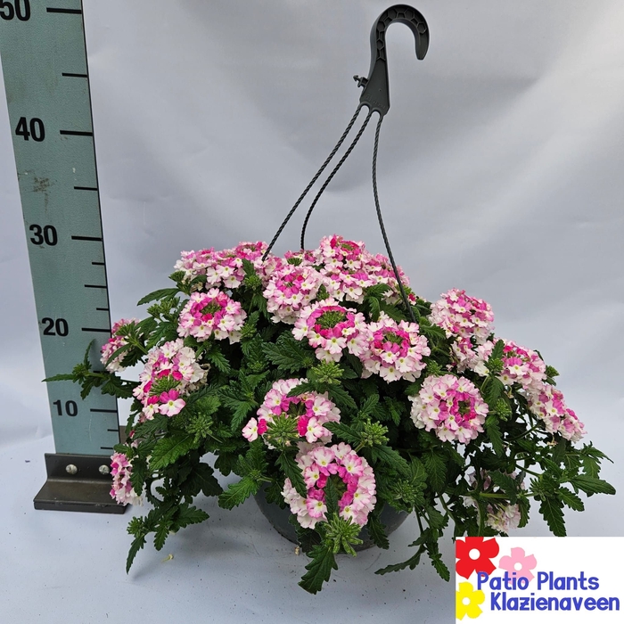 <h4>OVERIGE HANGPLANTEN</h4>
