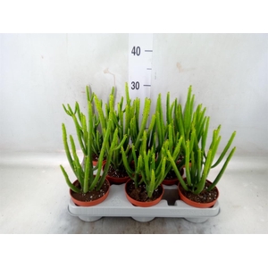 Euphorbia aeruginosa