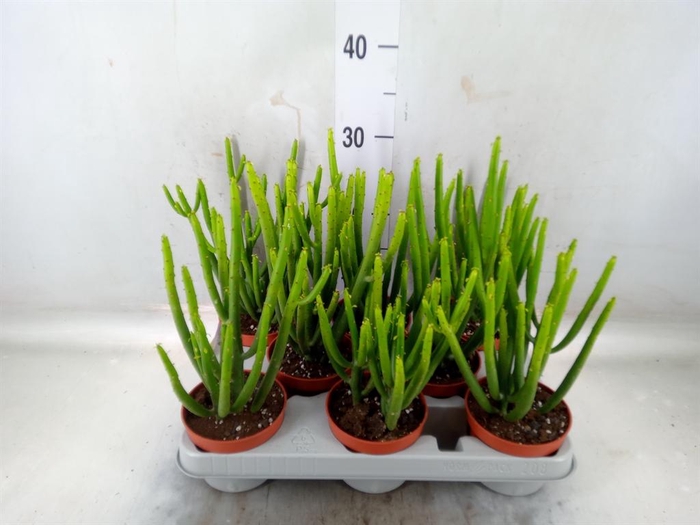 <h4>Euphorbia aeruginosa</h4>