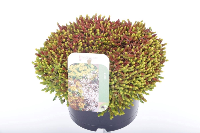 <h4>Sedum acre</h4>