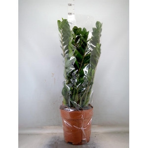 Zamioculcas zamiifolia