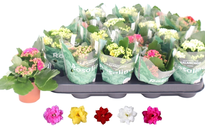 <h4>KAL GE RO GEM 5 KL</h4>