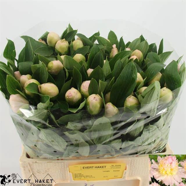 <h4>PAEONIA TOP BRASS</h4>