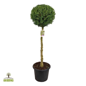 Buxus sempervirens Bol op stam XXL