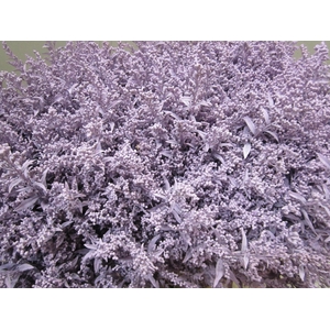 Solidago Licht Milka