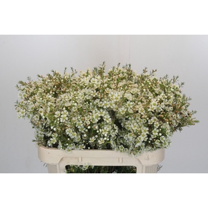 Chamelaucium Ivory Pearl