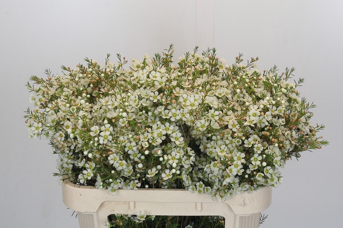 Chamelaucium Ivory Pearl