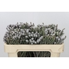 Kaaps Groen Silver Brunia