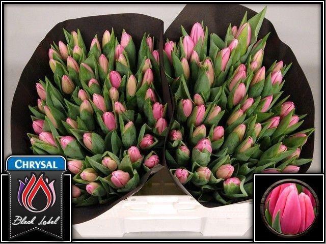 <h4>TU EN MILKSHAKE</h4>