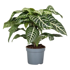 Botanica Aphelandra Green