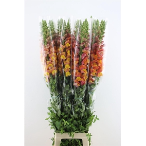 Antir. Orange Fr 110cm