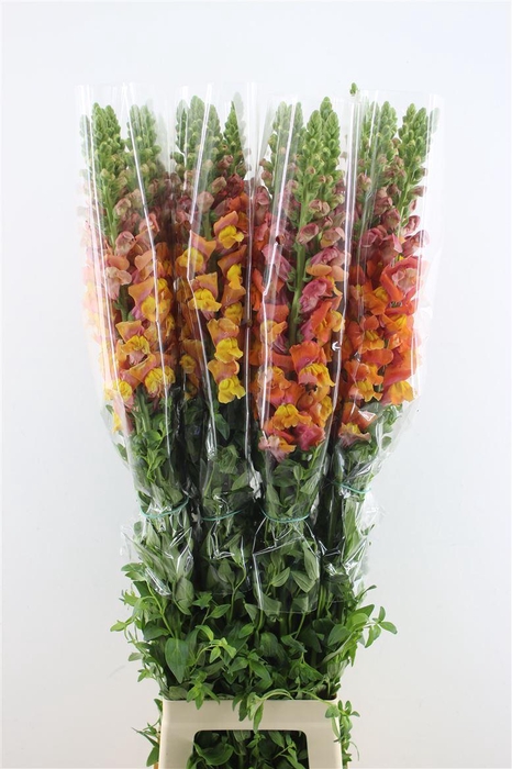 <h4>Antir. Orange Fr 110cm</h4>