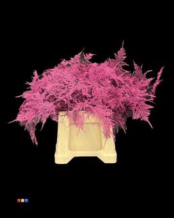 <h4>Asp 1e Cerise</h4>