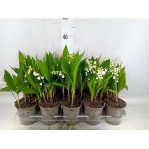 Convallaria majalis