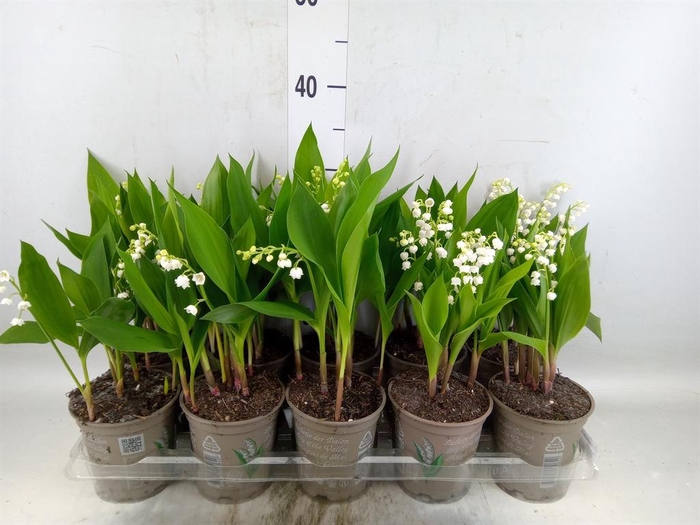 <h4>Convallaria majalis</h4>