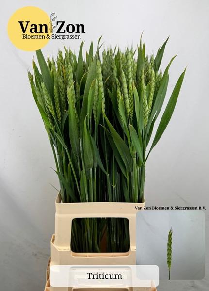 <h4>TRITICUM AESTIVUM</h4>