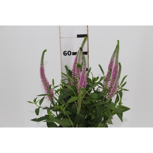 VERONICA LONGIFOLIA SKYLER PINK 060 CM PINK
