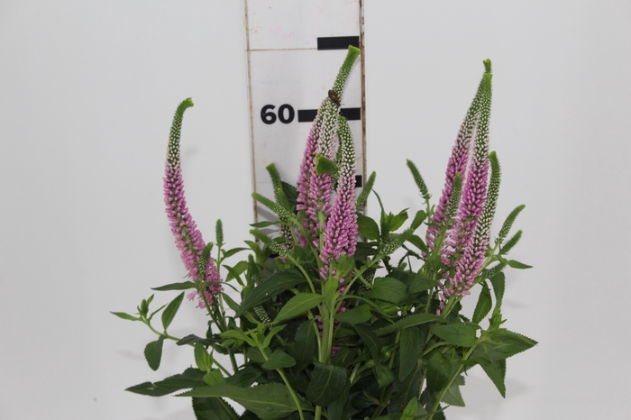<h4>VERONICA LONGIFOLIA SKYLER PINK 060 CM PINK</h4>