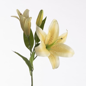 AF Lilium Orien x3 73cm Yellow